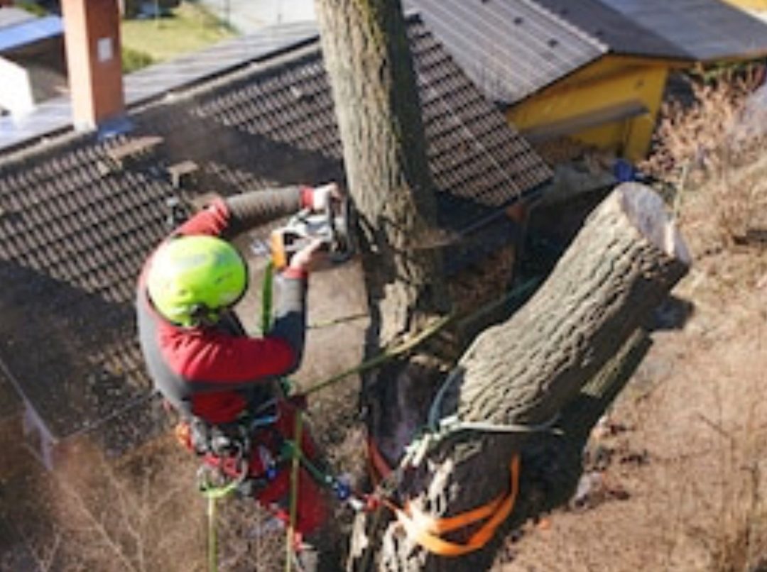 cropped-tree-maintenance-1.jpg