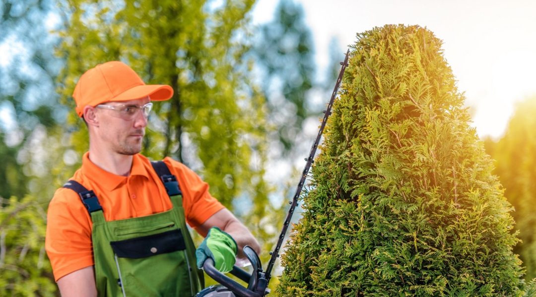 cropped-pruning-and-cutting-_-small-3.jpg